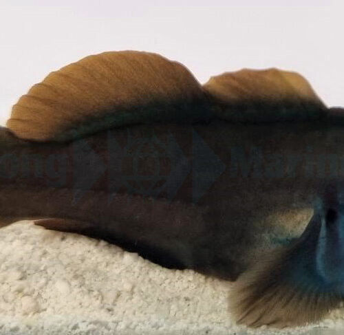 Alternative view of Gobiodon spp. (Blue head)