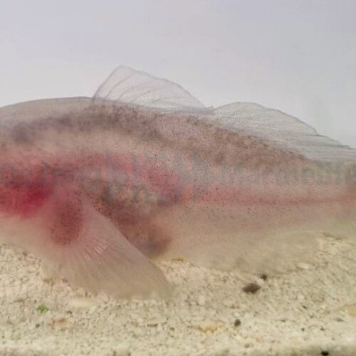 Alternative view of Gobiodon unicolor