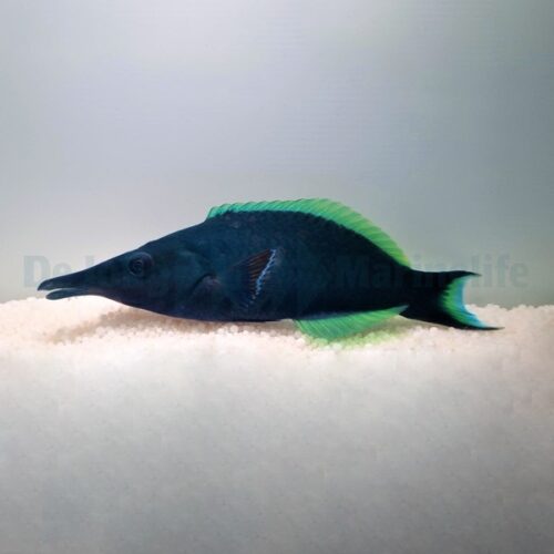 Alternative view of Gomphosus caeruleus (male)