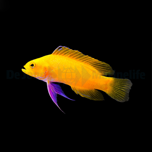 Picasso Aquarium