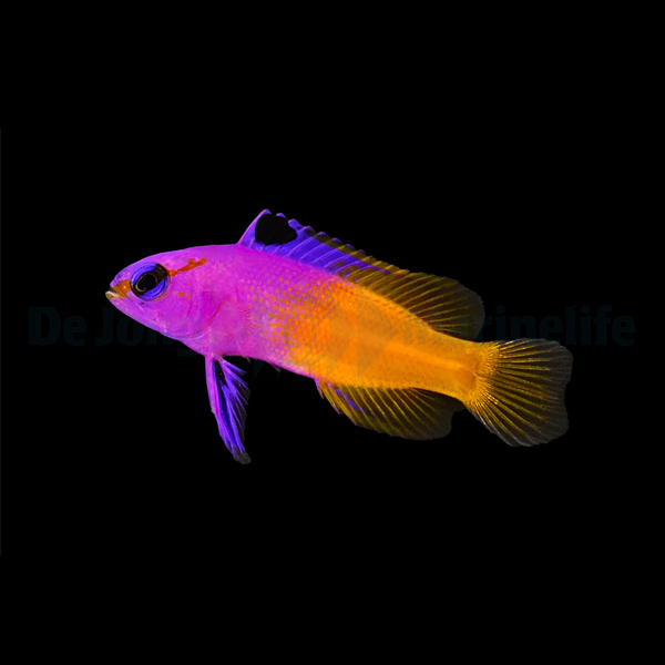 Picasso Aquarium