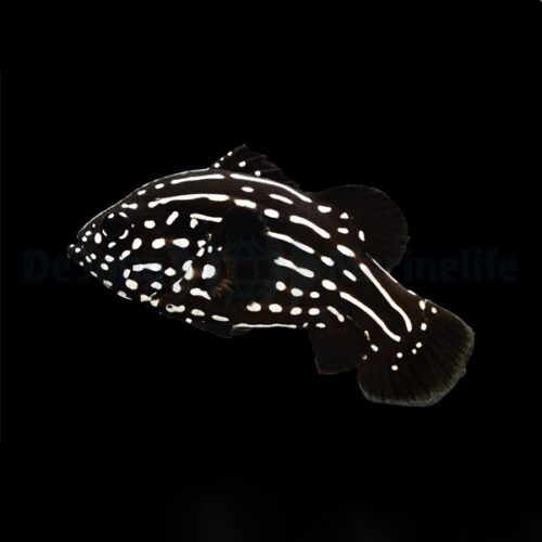 Alternative view of Grammistes sexlineatus
