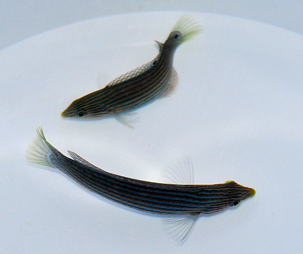 Picasso Aquarium