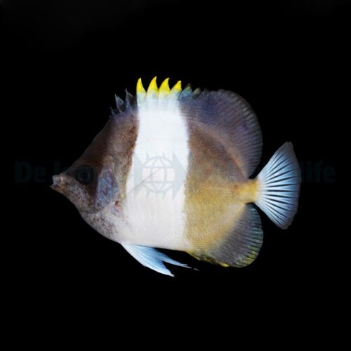 Hemitaurichthys zoster - Afbeelding 2