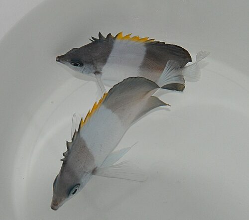 Hemitaurichthys zoster - Afbeelding 4
