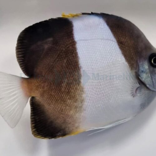 Hemitaurichthys zoster - Afbeelding 3
