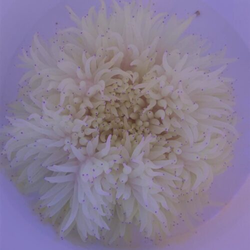 Heteractis crispa (White) - Tiny