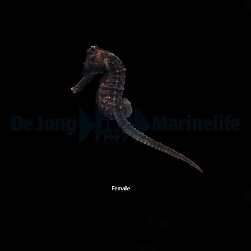 Alternative view of Hippocampus reidi - DJM Bred
