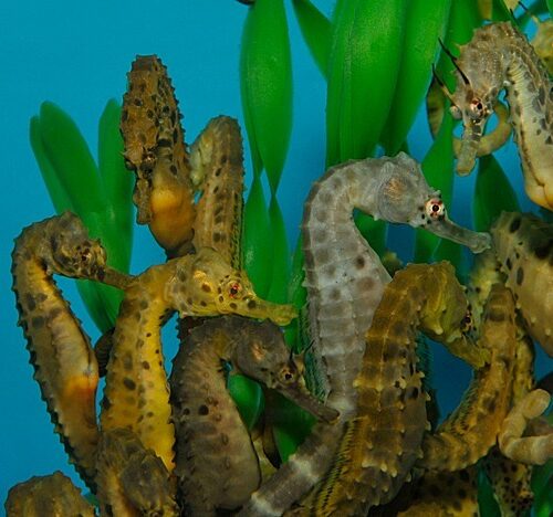 Hippocampus abdominalis (female) - T.B. (Temperate water)