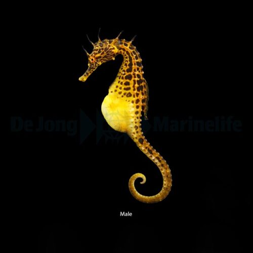 Hippocampus abdominalis - DJM Bred - Afbeelding 2