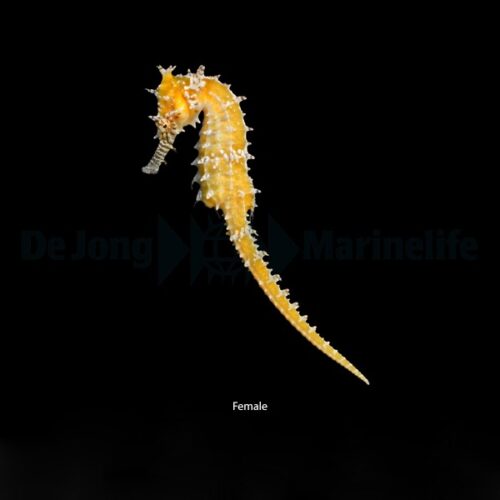 Alternative view of Hippocampus barbouri - T.B.