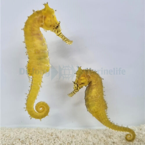 Hippocampus barbouri - T.B. - Afbeelding 4