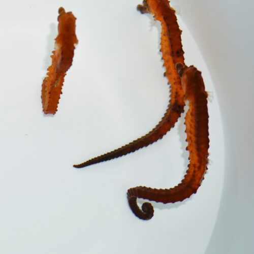 Hippocampus kuda (Orange) - T.B. - Afbeelding 3