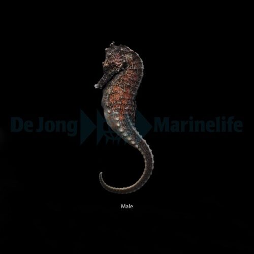 Alternative view of Hippocampus kuda - T.B.