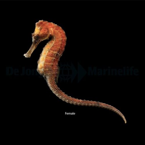 Alternative view of Hippocampus reidi (Orangish) - T.B.