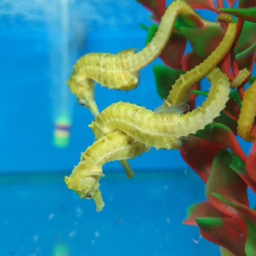 Hippocampus reidi (Yellow) - T.B.