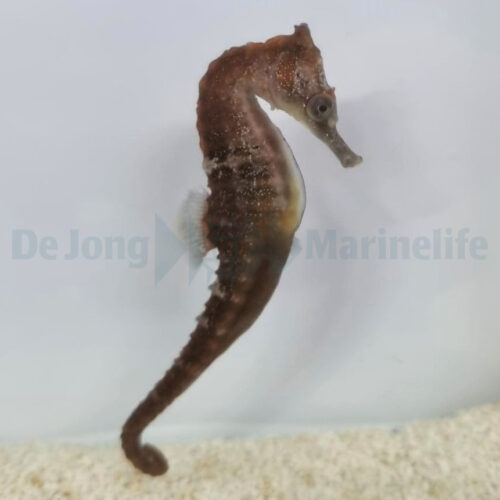 Alternative view of Hippocampus whitei - T.B.