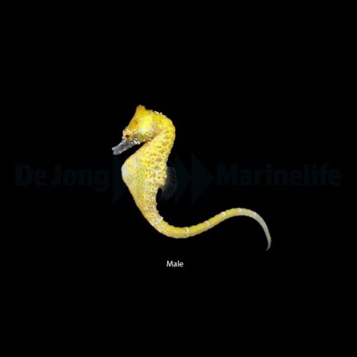 Alternative view of Hippocampus zosterae