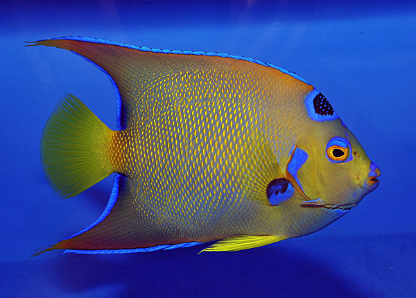Picasso Aquarium