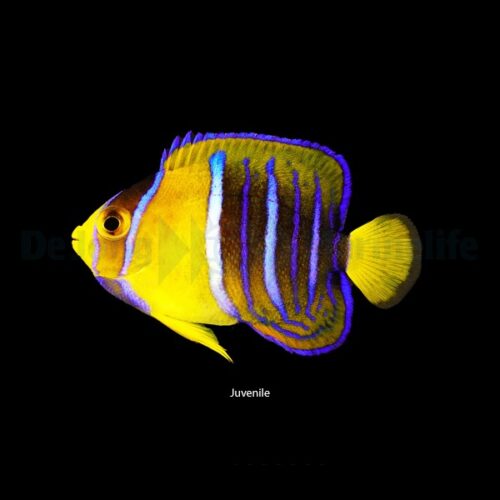 Holacanthus passer - Afbeelding 3