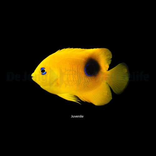 Alternative view of Holacanthus tricolor