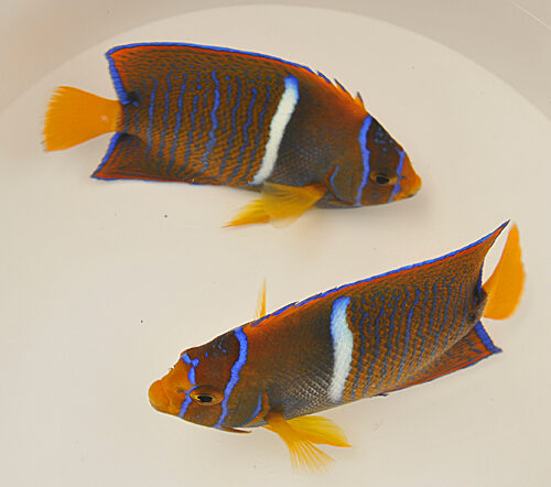Holacanthus passer - Afbeelding 4