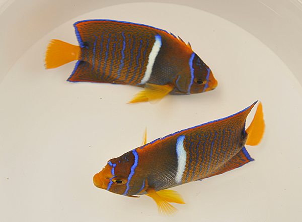 Picasso Aquarium