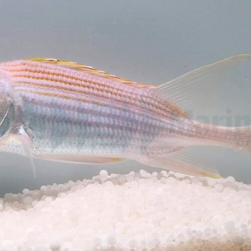 Alternative view of Holocentrus rufus