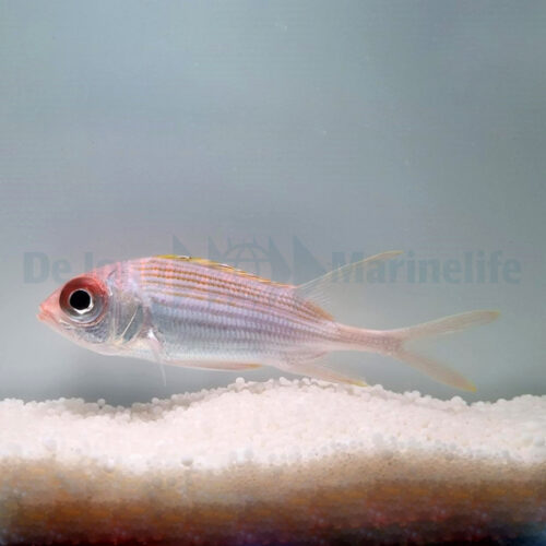 Holocentrus rufus
