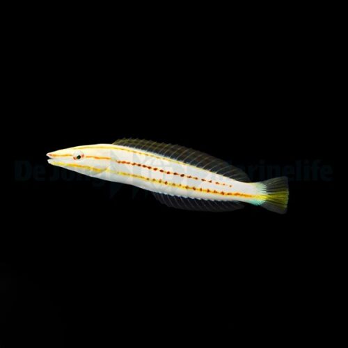 Alternative view of Hologymnosus doliatus