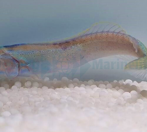 Hoplolatilus chlupatyi - Afbeelding 2