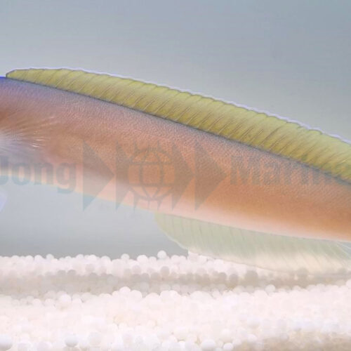 Alternative view of Hoplolatilus cuniculus