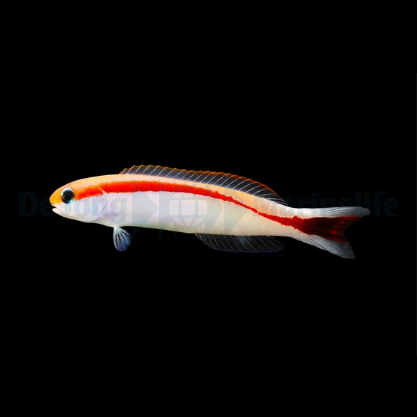 Hoplolatilus marcosi