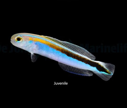 Hoplolatilus oreni - Afbeelding 3