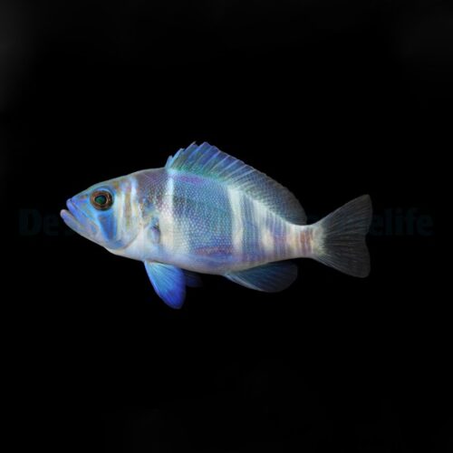 Alternative view of Hypoplectrus indigo