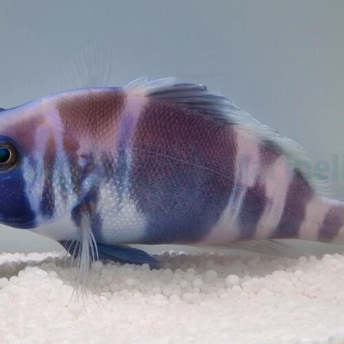 Hypoplectrus indigo - Afbeelding 3