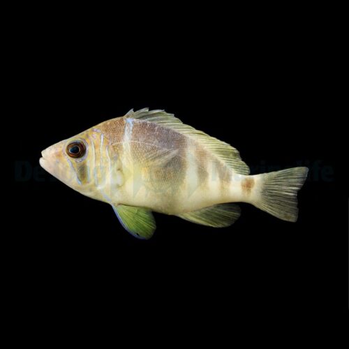 Alternative view of Hypoplectrus puella