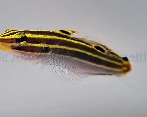 Alternative view of Koumansetta hectori