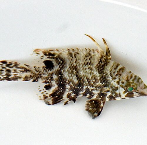 Alternative view of Lachnolaimus maximus