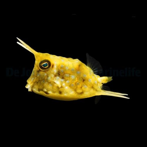 Alternative view of Lactoria cornuta
