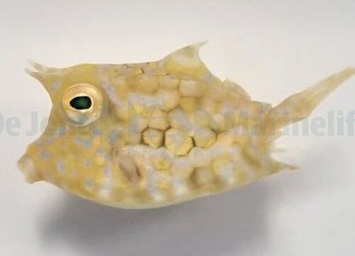 Alternative view of Lactoria fornasini