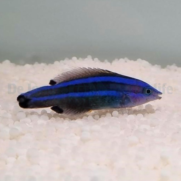 Picasso Aquarium