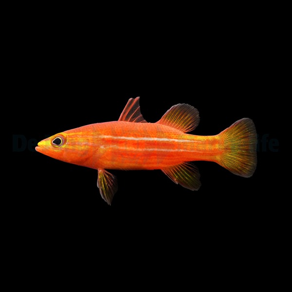 Picasso Aquarium