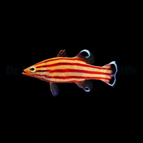 Liopropoma rubre - Afbeelding 3