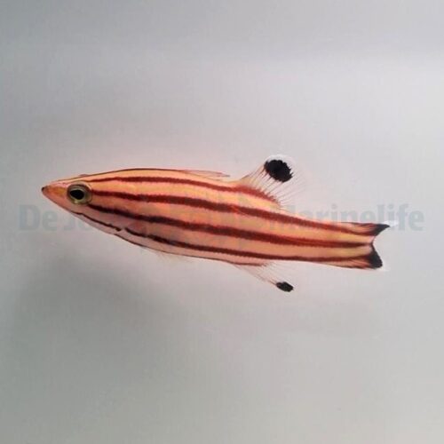 Liopropoma rubre - Afbeelding 4