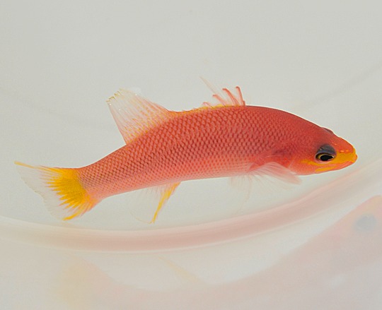 Picasso Aquarium