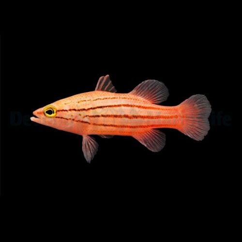 Liopropoma susumi - Afbeelding 2