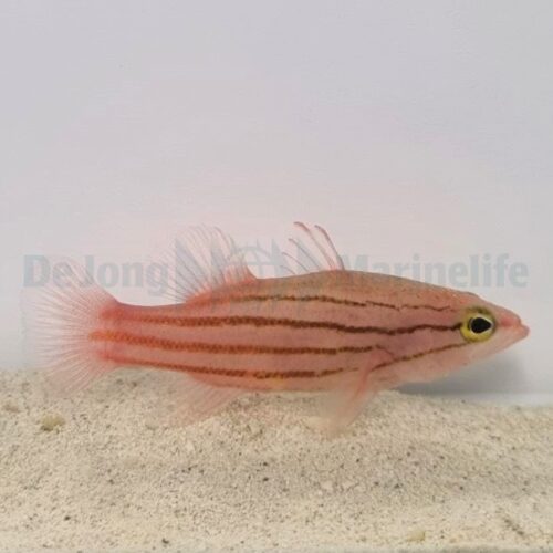Liopropoma susumi - Afbeelding 3