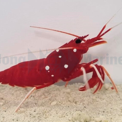 Alternative view of Lysmata debelius - Small