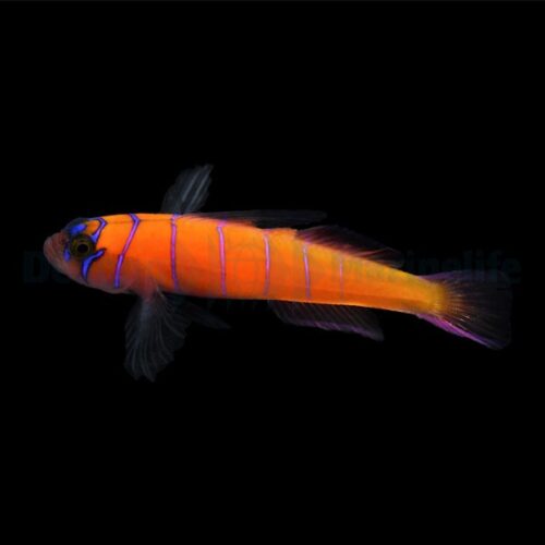 Lythrypnus dalli (Temperate water)